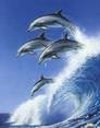 Dolphins Journey
